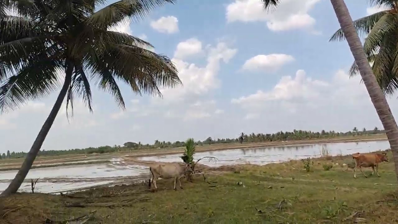 PER ACRE 36-LAKHS AREA 3.33/ACRES COCONUT FARM LAND SALE THANJAVUR IN PATTUKOTTAI 15/KM