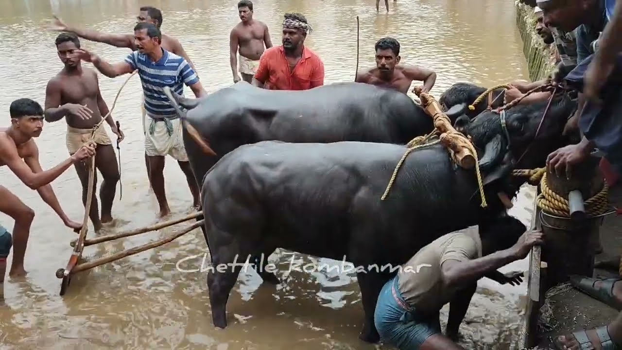 മങ്കട കമ്മറ്റി സംഘടിപ്പിച്ച മണ്ണും കുളം പോത്തുപൂട്ട്