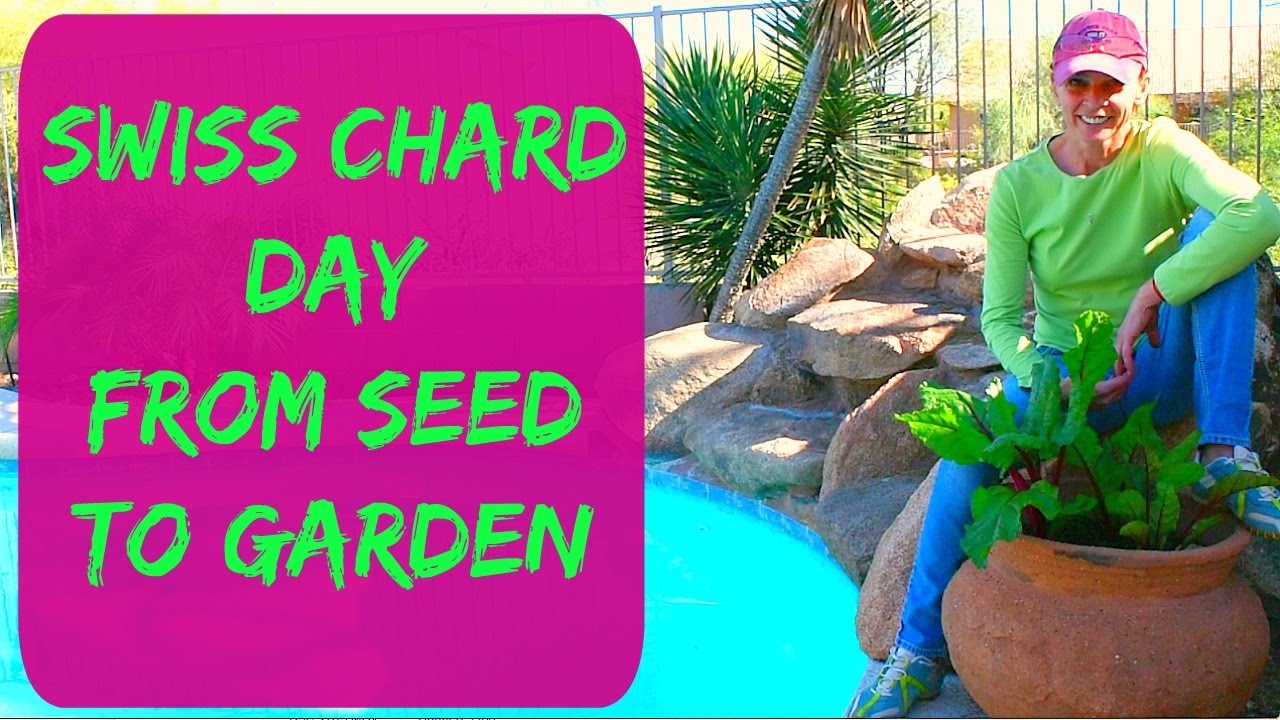 How To Grow Swiss Chard From Seed In Arizona - Start To Finish