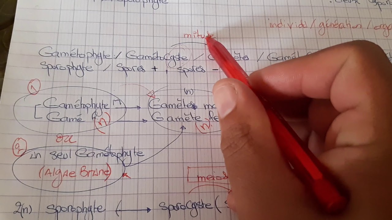 Cycle de developpement thallophytes partie 1 et fecondation