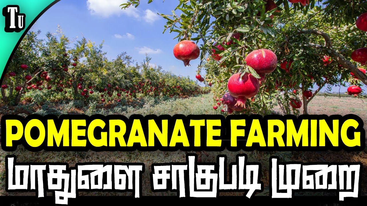 மாதுளை சாகுபடி முறை | பகுதி-1 | pomegranate farming