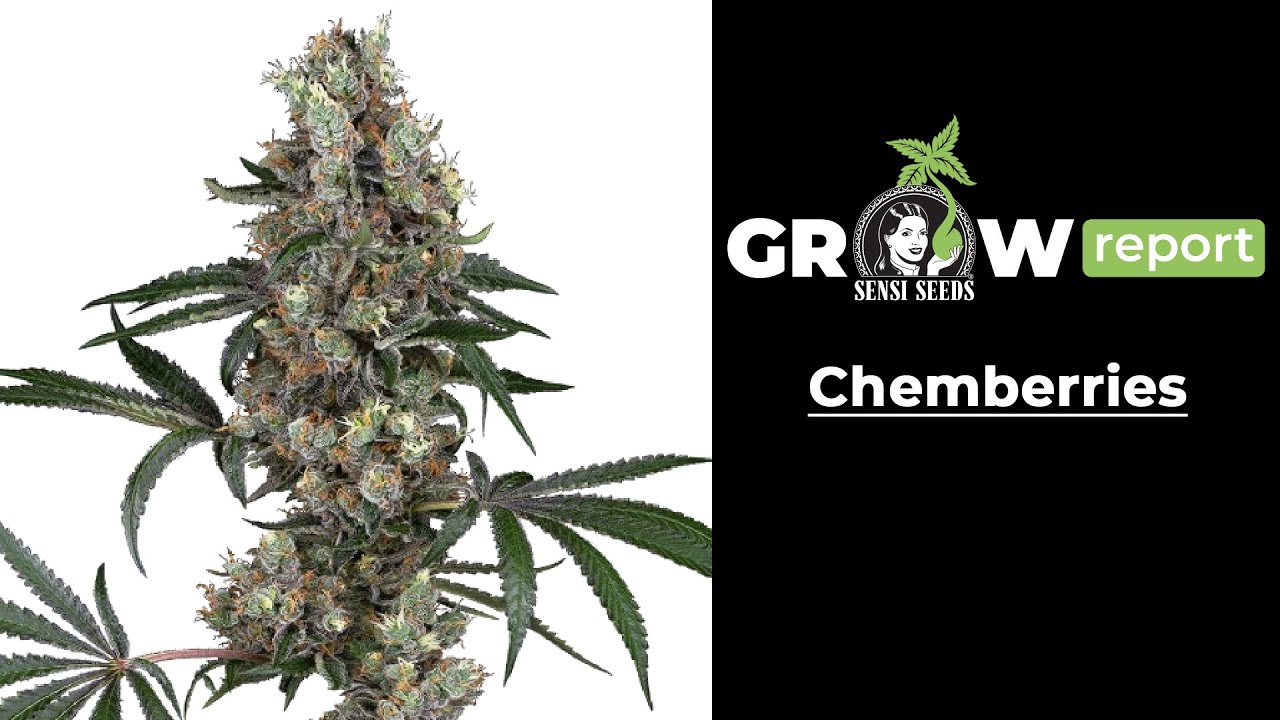 Chemberries Grow Report