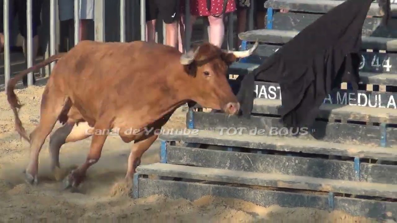ALGINET ( V ) 2024 - MUY BUENO EL ESPECIAL DE LA PALOMA DESTACANDO LAS VACAS DISTINGUIDA Y PEQUEÑA