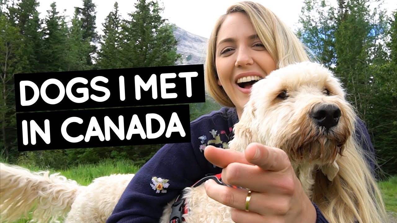 DOGS I met in CANADA | Little Grey Box