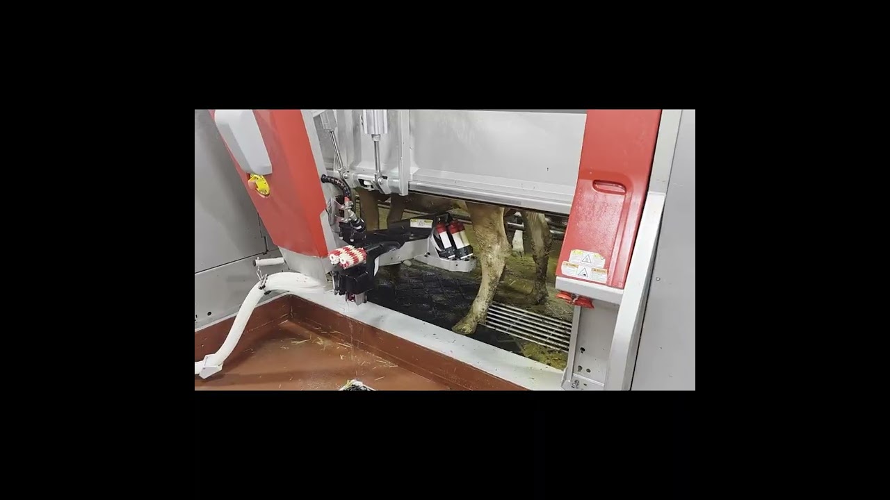 Фермер, представленный в нашей подборке: молочная ферма CVF Dairy в Стерджен-Бей.