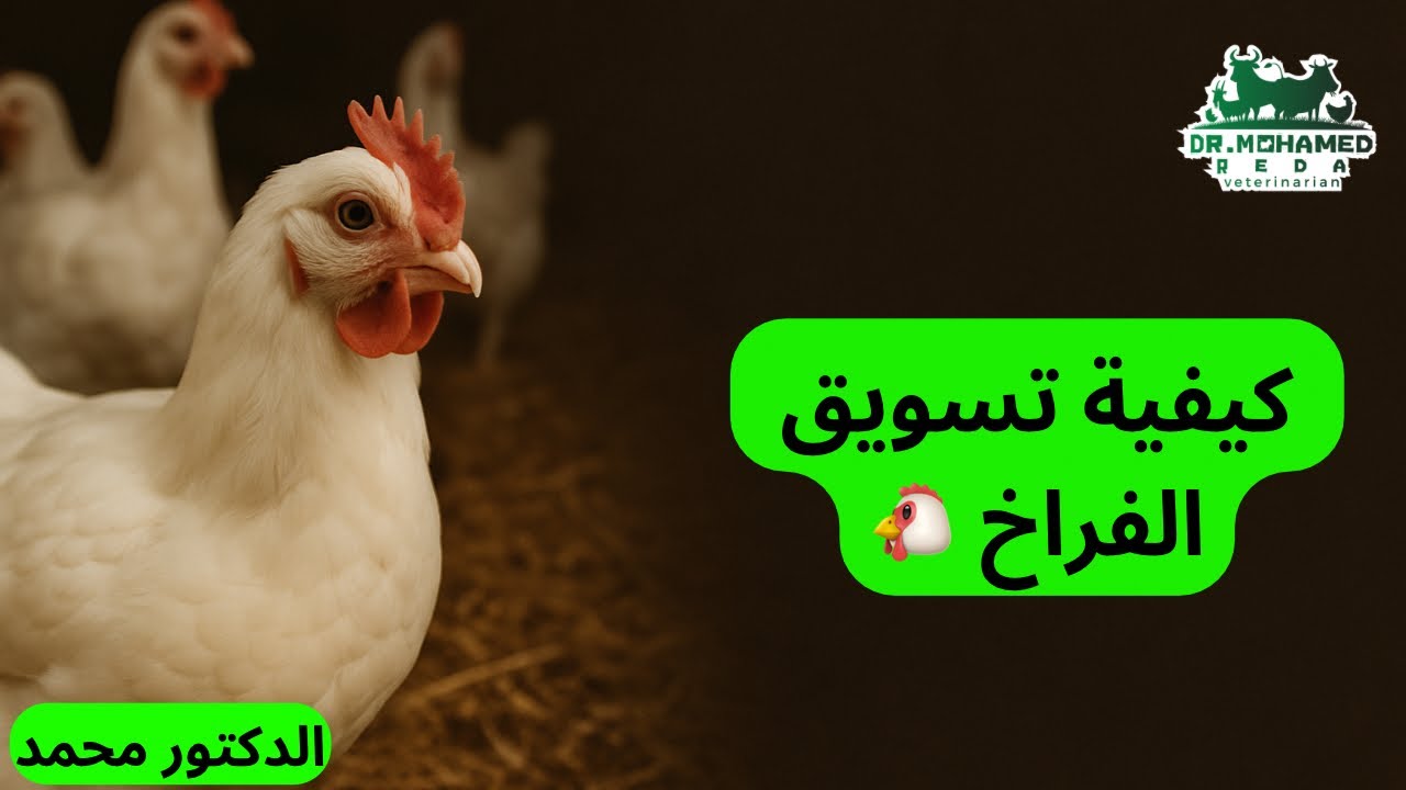 جدول لتربيه الفراخ البيضاء من عمر يوم للبيع ✅