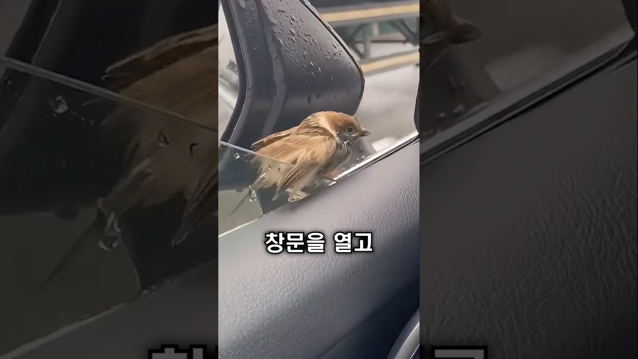 달리는 차 사이드 미러에 참새가 앉아 있었습니다