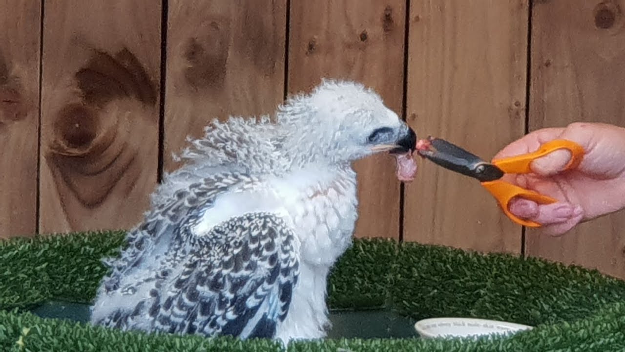 Warwick Castle Birds of Prey Show highlights of the show & meeting the feathered cast 2018