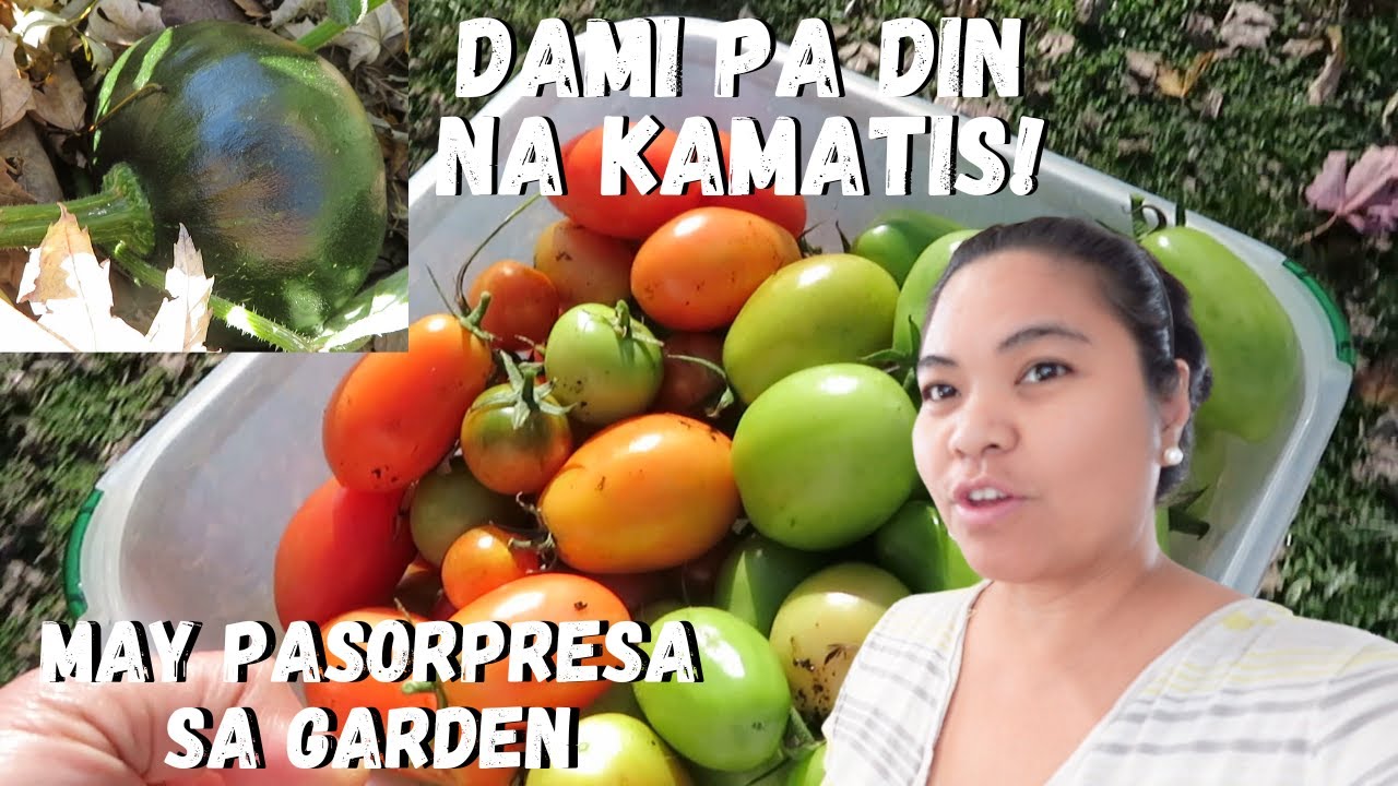 BUHAY AMERIKA: KAMATIS KAYO DYAN! ANDAMI PA RING KAMATIS KAHIT NAG LAMIG NA