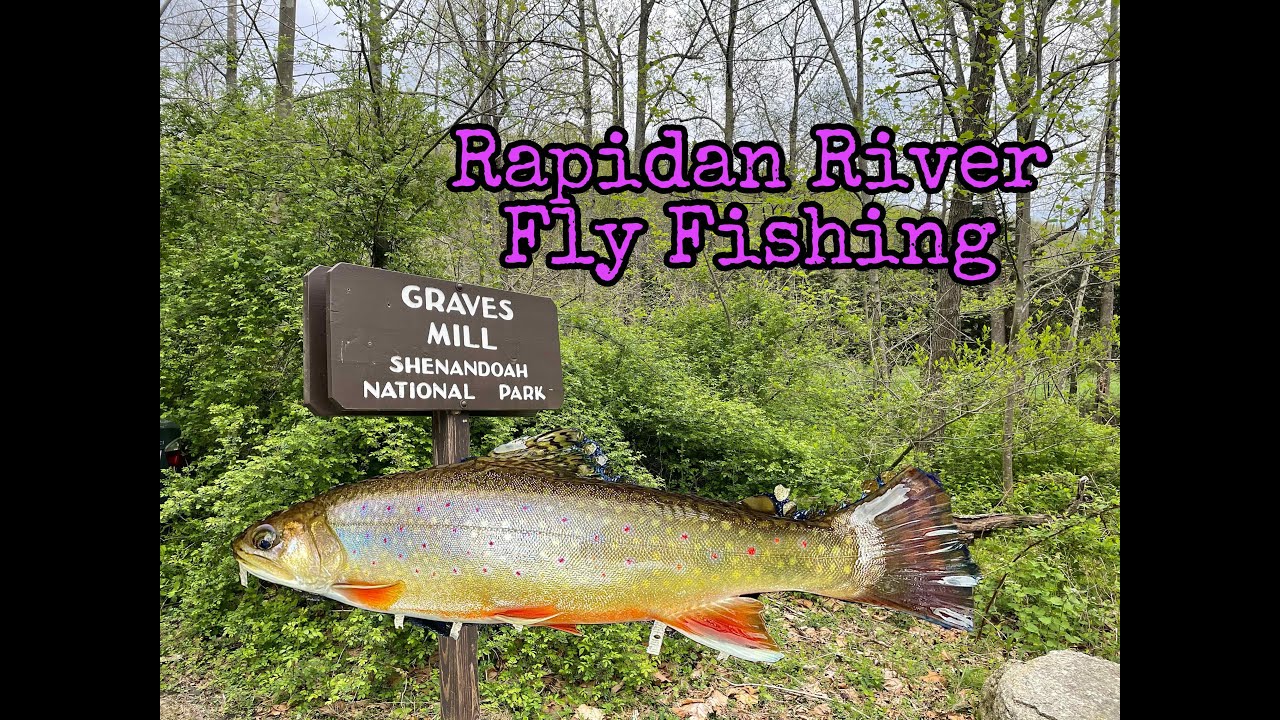 Fly Fishing the Rapidan River (Native Brook Trout)