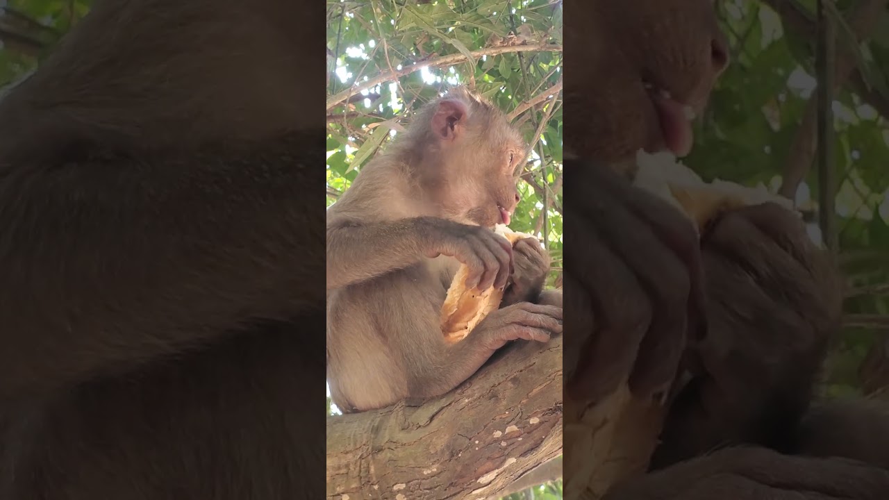 #babymonkey #fanny monkey #cute baby monkey #lovely #monkey #zoo #cute #love baby monkey #Rabbit