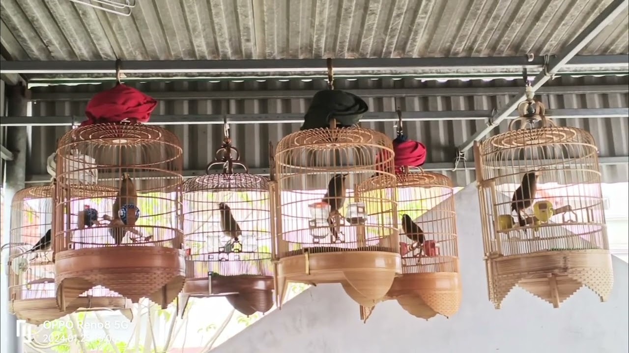 Chim sun hết cả rồi anh em ah