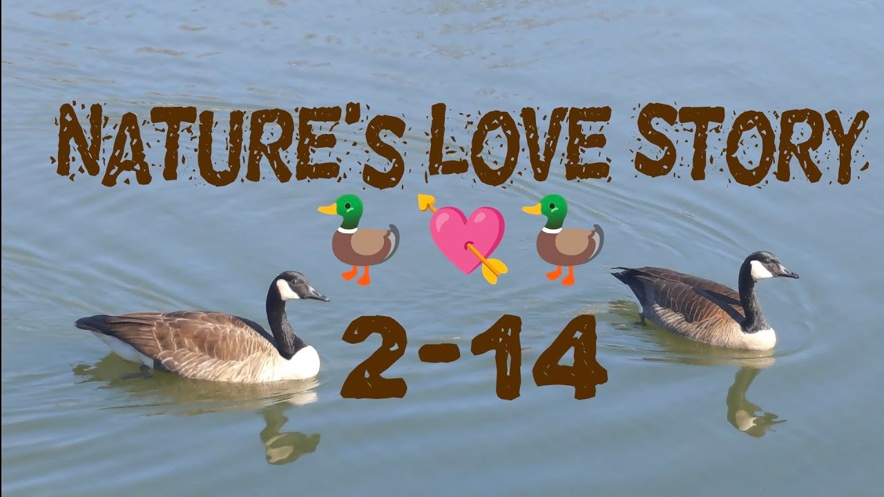 DOUBLE THE GRACE: Geese on a Valentine’s ﻿date at the lake 🦆﻿💘🦆 #barokesrecord 