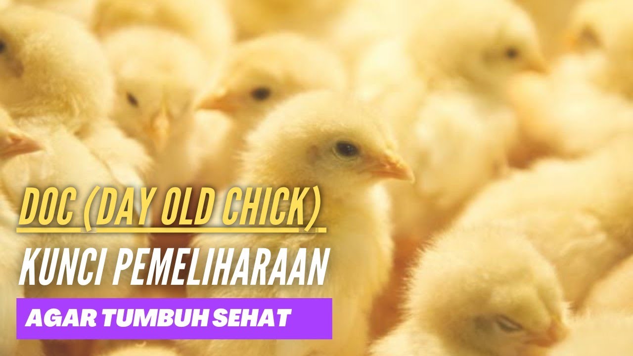 7 Ciri DOC ayam broiler yang berkualitas bagus pada Peternakan ayam broiler
