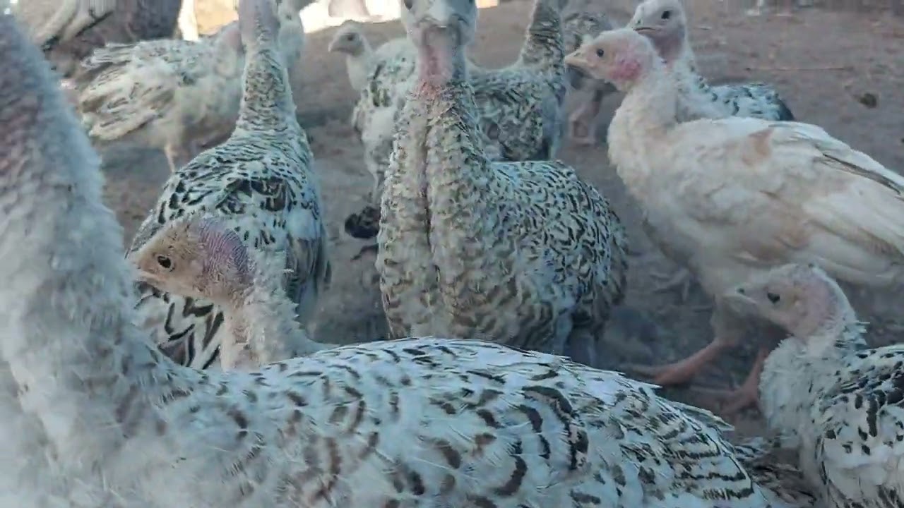 Hindi Yavruları Kayabeyi K&ouml;y&uuml;