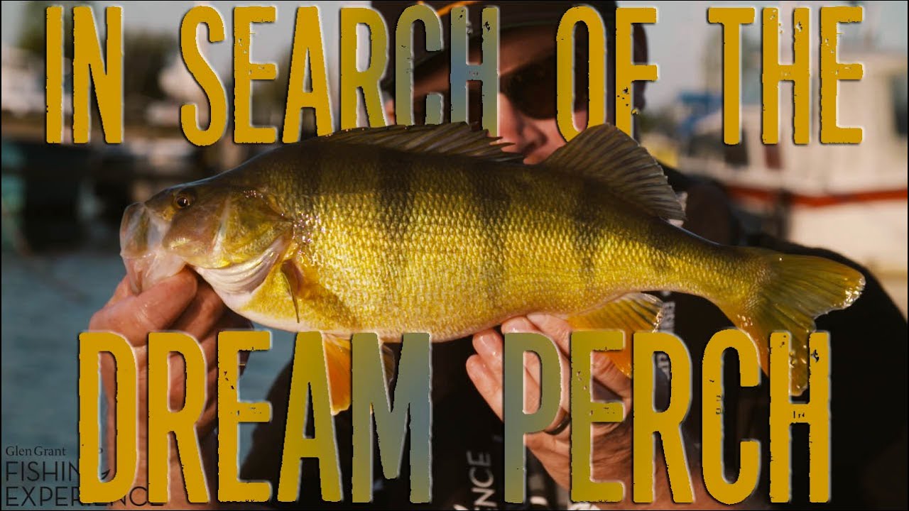 In Search Of The Dream Perch - Glen Grant Fishing Experience