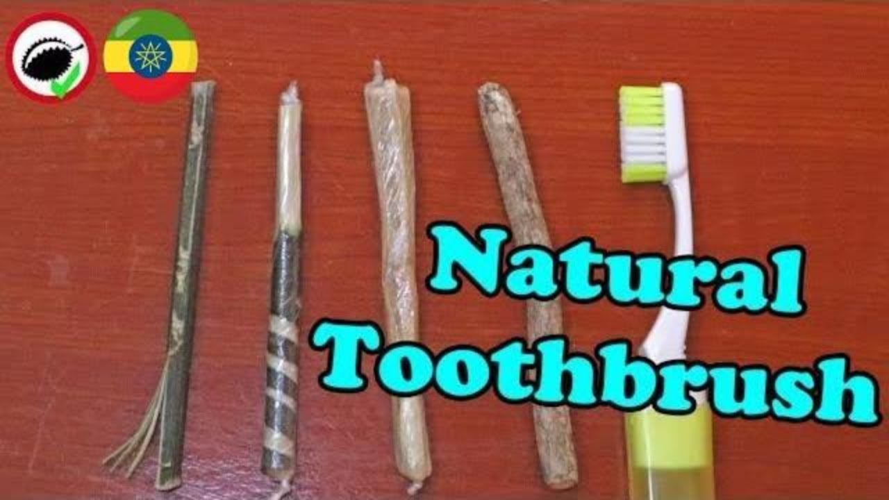 THE STICK THAT CLEANS YOUR TEETH (Toothbrush tree) - Most Amazing Plants in the World!