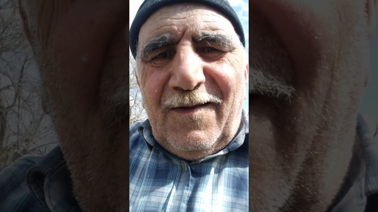 Ağaclarda monilioz xəstəliyi.Xəstə budağı təmiz gövdəyə çıxana qədər kəsin!