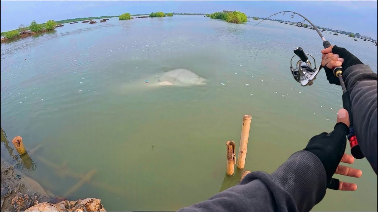 PECAH REKOR! PESTA STREK KAKAP BABON | Mancing Kakap Putih Terbaik Lewane Fishing