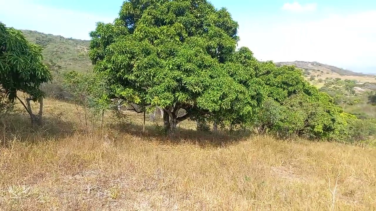 Terreno localizado no Sítio Pé de Ladeira, zona rural de São Caetano PE. 81 98957-4976