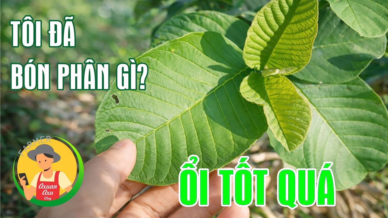 Tôi Đã Bón Phân Này Mà Nó Rất Hiệu Quả - Phục Hồi Cây Suy Yếu Và Cho Hoa Rất Nhiều Sau Lũ