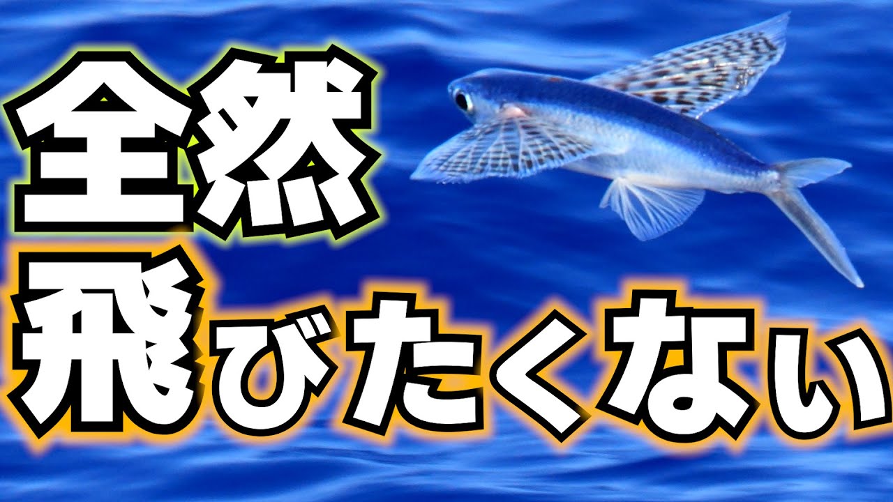 トビウオが飛ぶのは意味があるの？