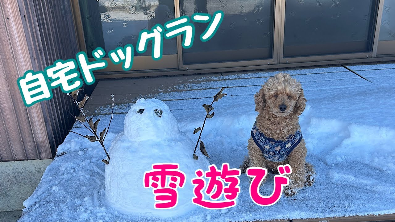 自宅ドッグランで雪遊びしたよ☃️ 