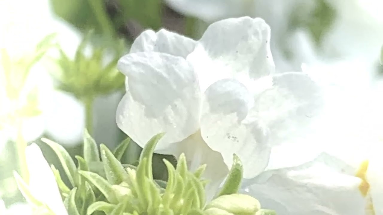 ネメシアの花言葉は「包容力」「正直」　　　　　　　　　　癒しの花と音楽
