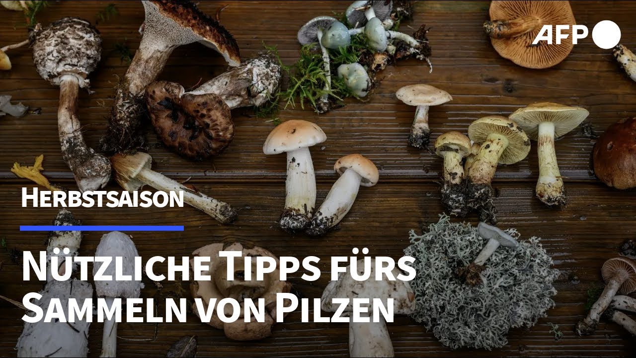 Pilze sammeln: So klappt es ohne Vergiftung | AFP