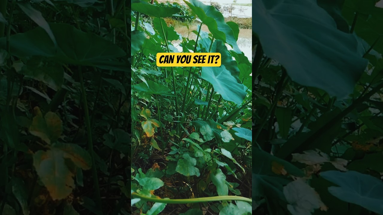 Let's deep dive into the world of green plants! #adventure #ghiblivibes #nature #shorts