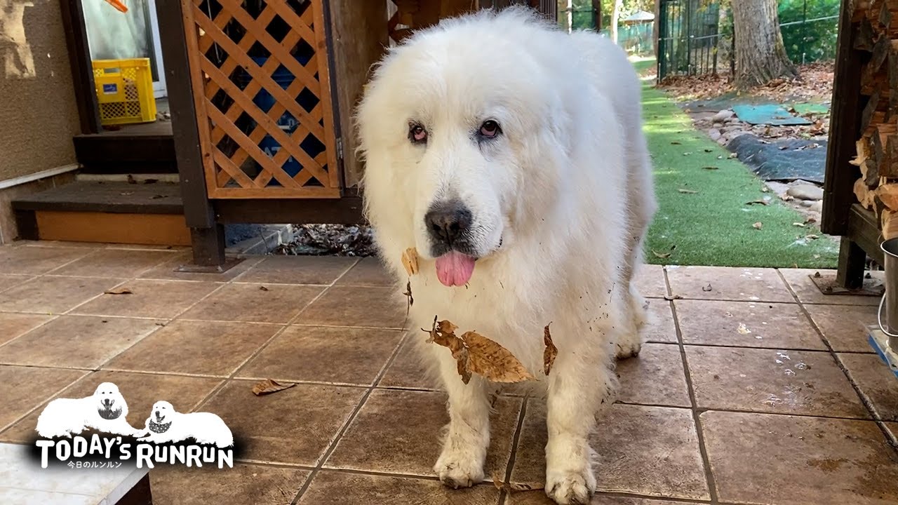 落ち葉の首飾りで秋のオシャレをしたルンルンです　Great Pyrenees　グレートピレニーズ