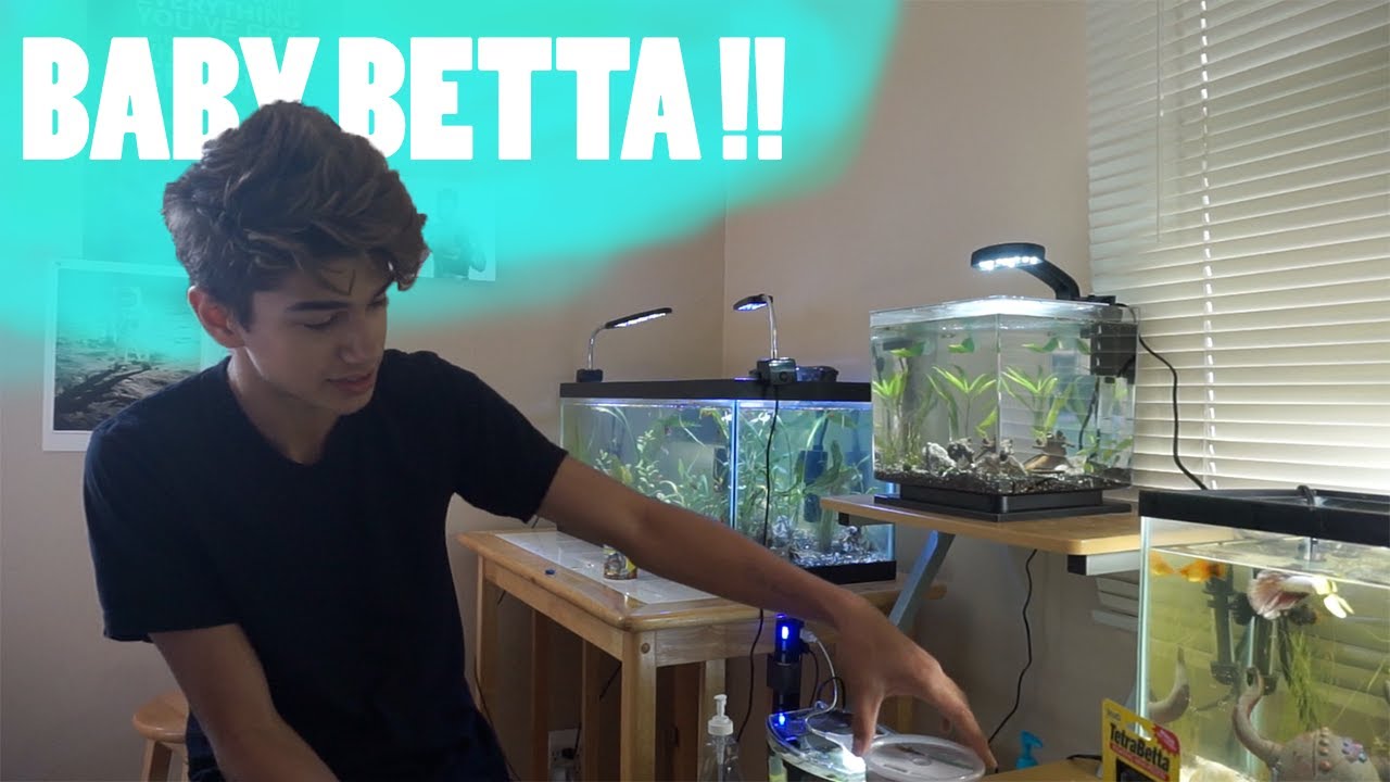 GETTING NEW BETTA FISH!!