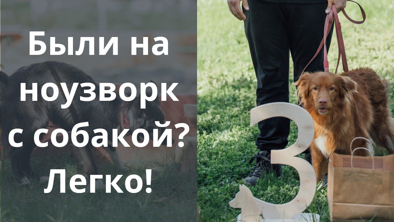 Были на соревнованиях? Научите искать корицу и участвуйте! Ноузворк, Казань