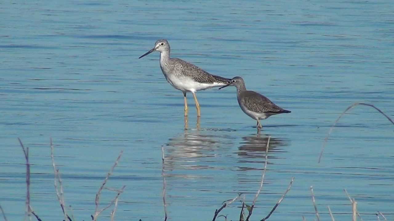 Greater & Lesser Yellowlegs