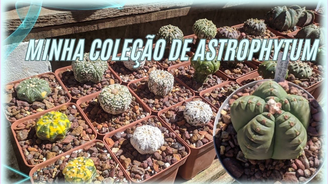 CONHEÇA MINHA COLEÇÃO DE ASTROPHYTUM 🏜️