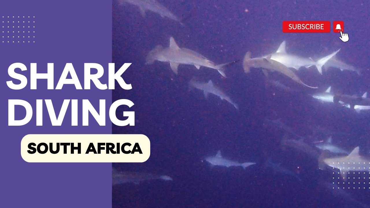 Dive with Sharks, Rays, and Ocean Wonders - South Africa, Protea Banks