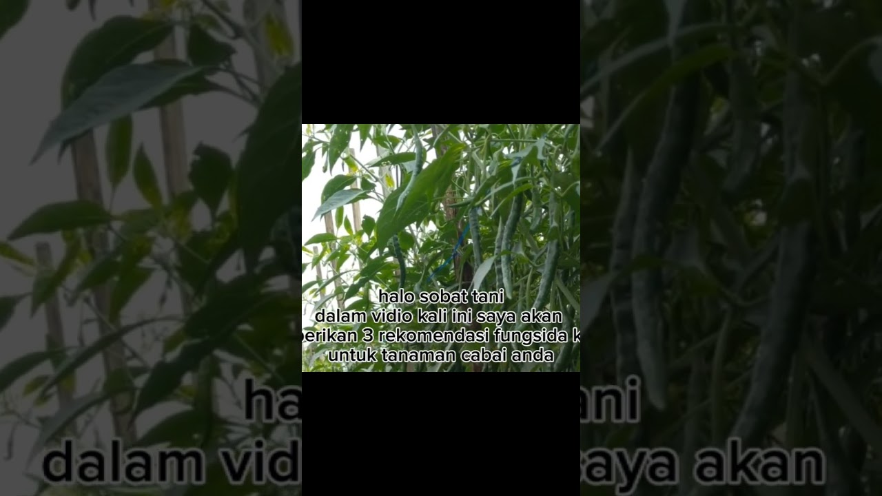 3 REKOMENDASI FUNGSIDA KONTAK TERBAIK #fungsidakontak #fungsidaterbaik #busukbatang