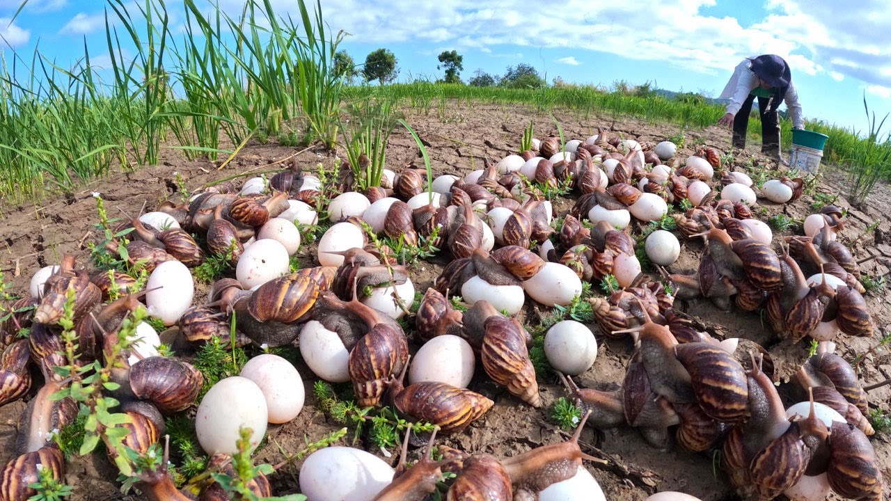 Unbelievable Snail Infestation: You Won't Believe How Many Eggs!