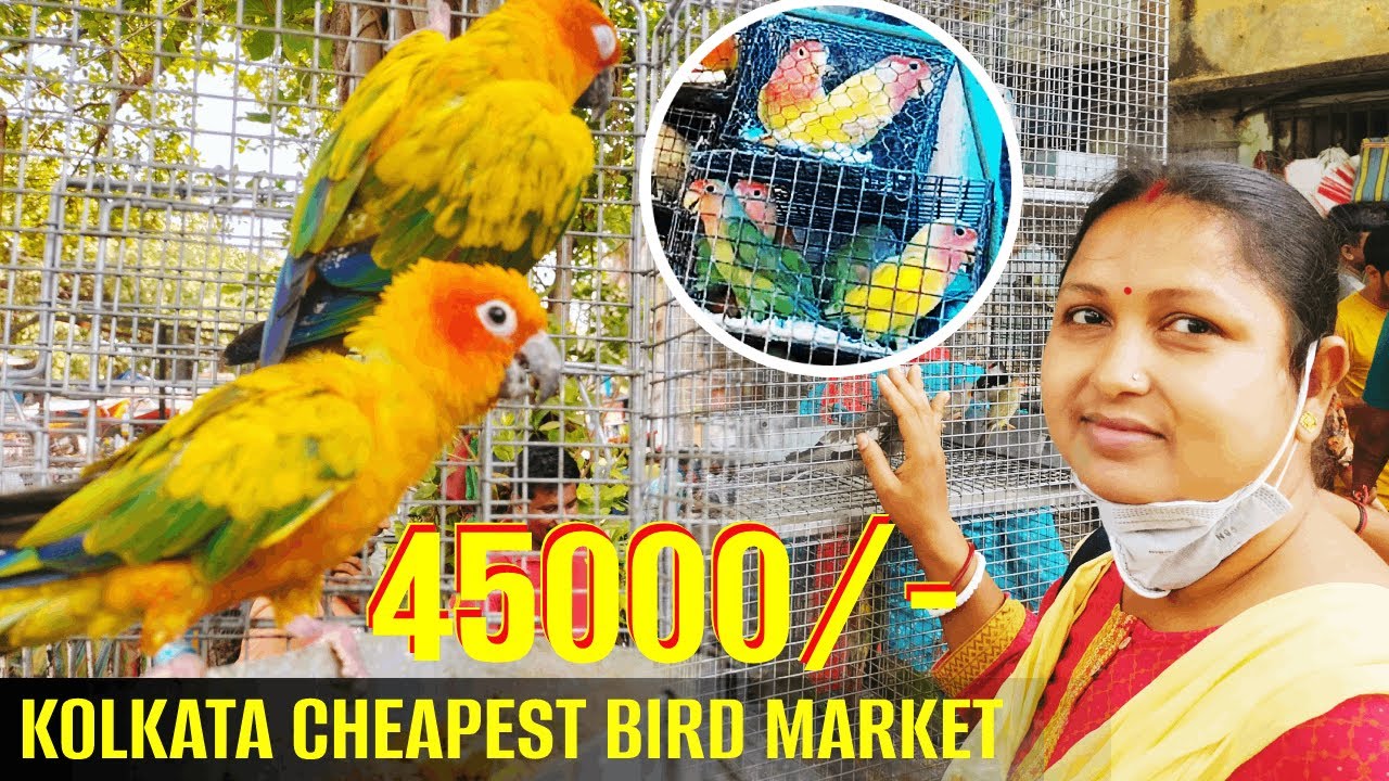 BIGGEST & CHEAPEST BIRD MARKET IN KOLKATA | GALIFF STREET PET MARKET | RECENT BIRD PRICE 2022
