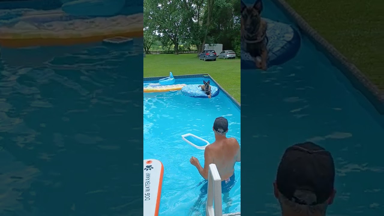 Belgian malinois Mila, swimming!!!
