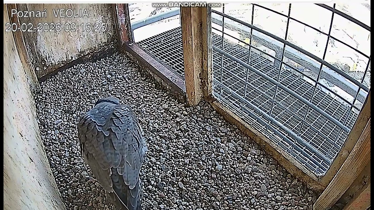 VEOLIA Poznań P-L-Velio invites her to nest, you can hear female, probably on roof- 2026 02 20 09 15