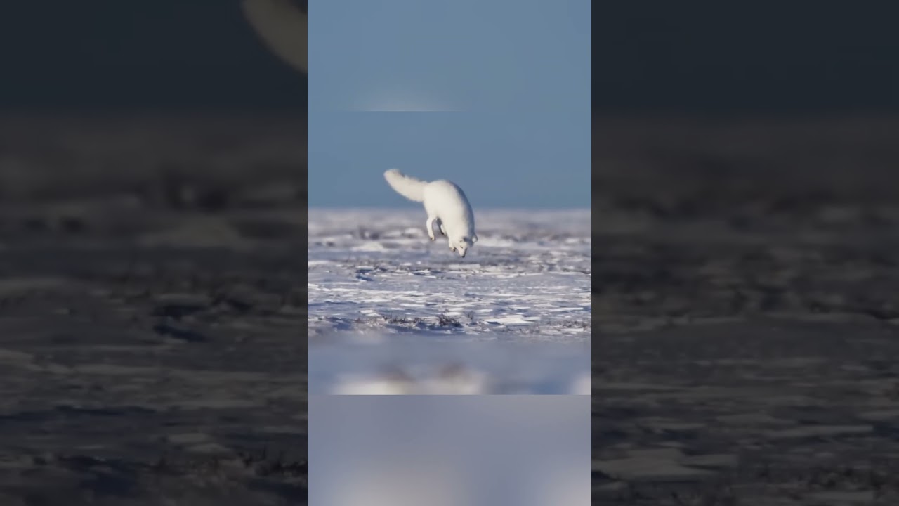 Arctic Fox: The Silent Hunter of the Frozen Tundra