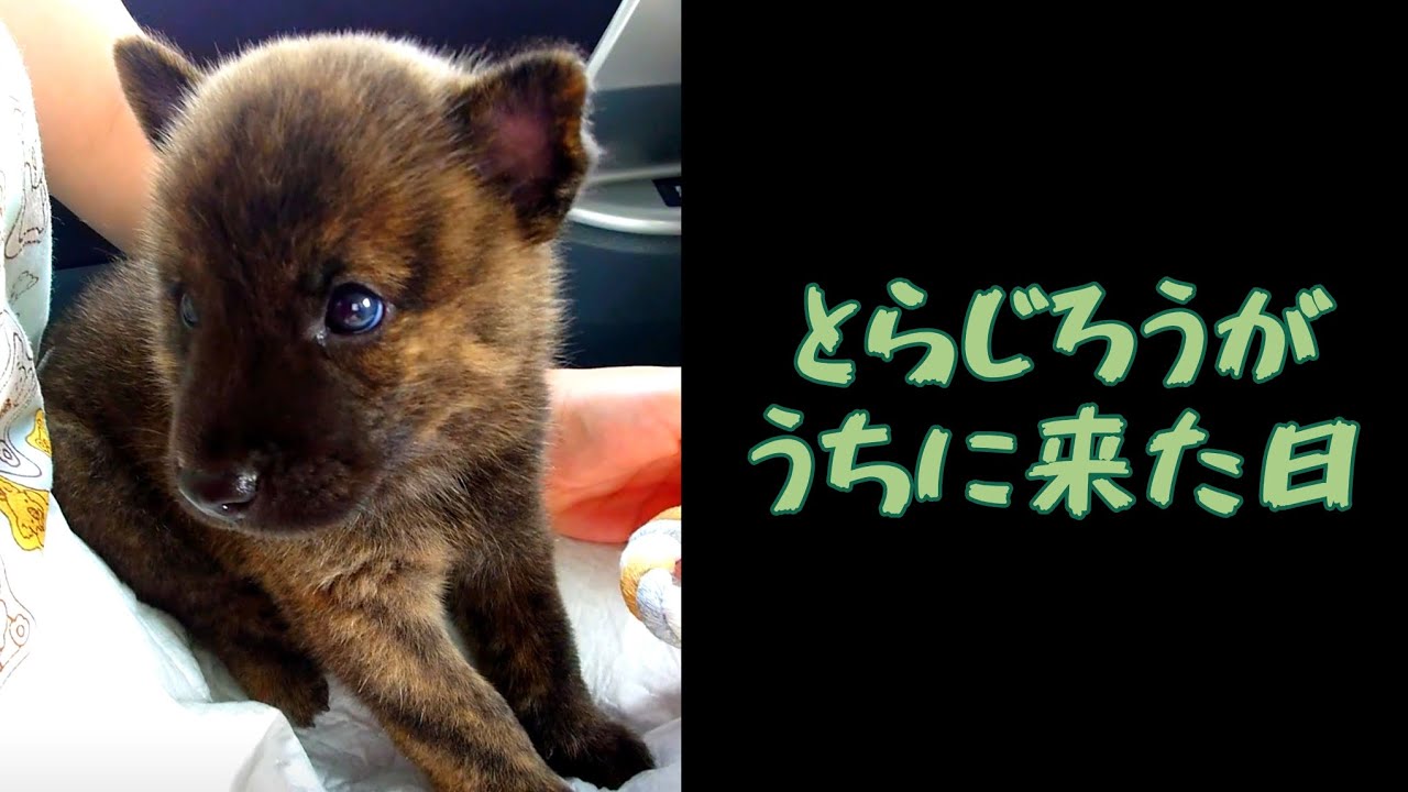 【甲斐犬 虎次郎】子犬がうちに来た日【中虎 赤虎 生後1ヶ月3週間】