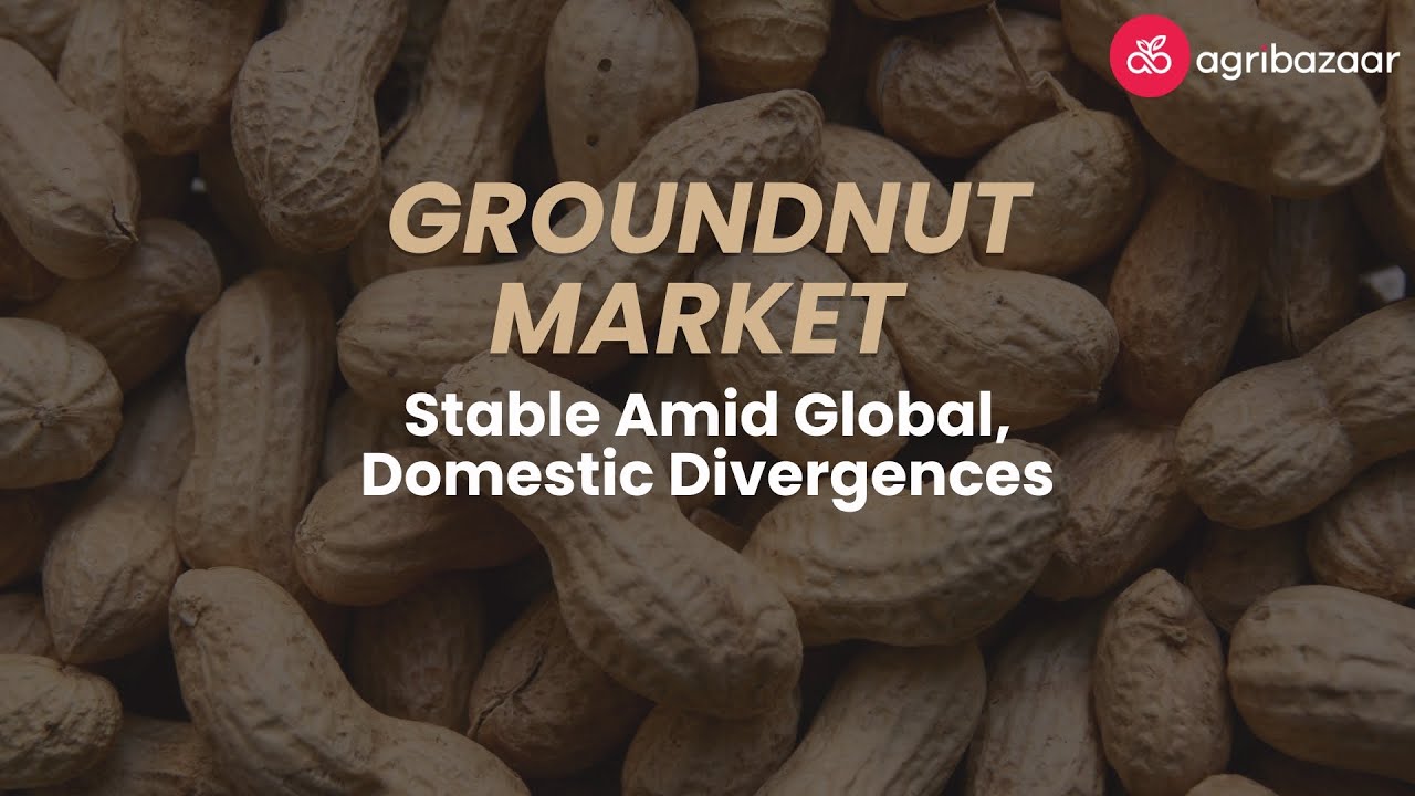Groundnut Insights! | agribazaar