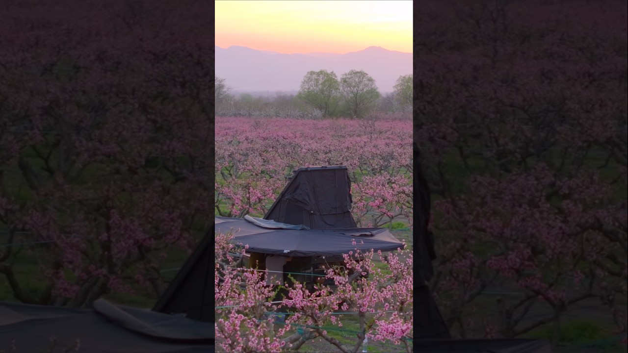 მალე ახალი ეპიზოდი 👌🥰🇬🇪 #overlandinggeorgia #toyotaoverland #გამომიწერე #peach #dronevideo