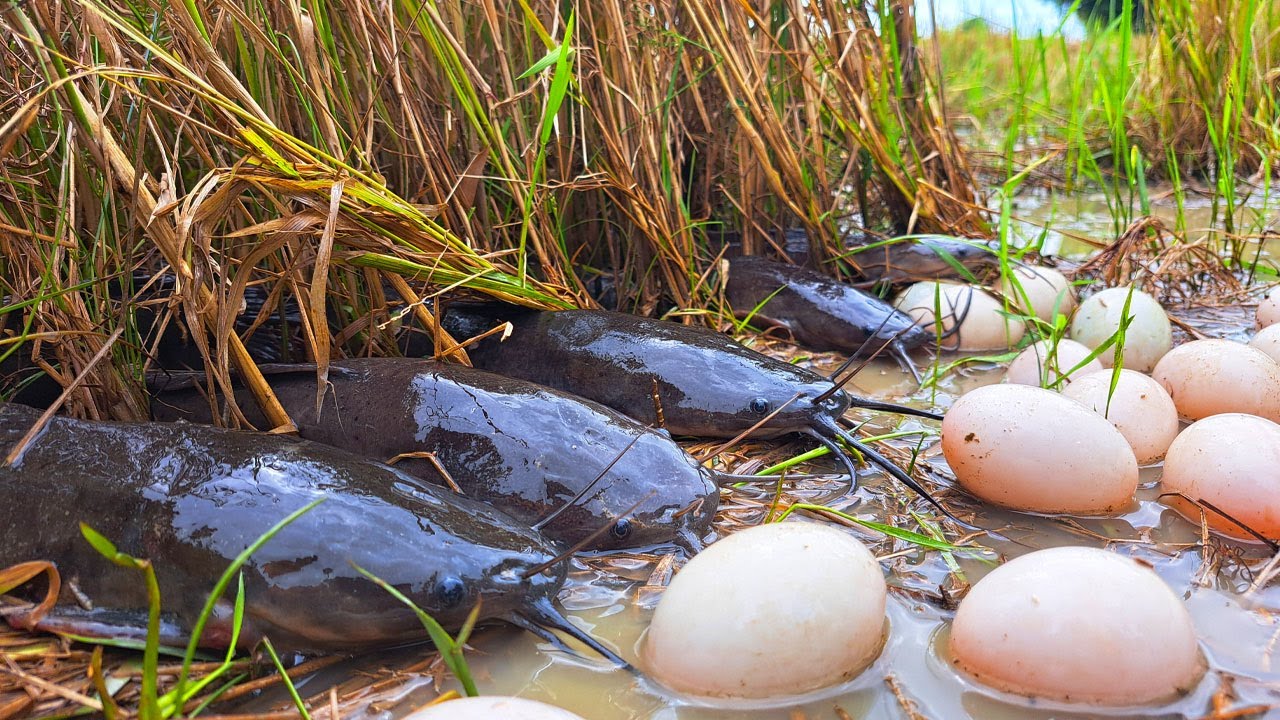 best catching fish, best hand fishing, catch a lot of fish and pick eggs by hand fisherman