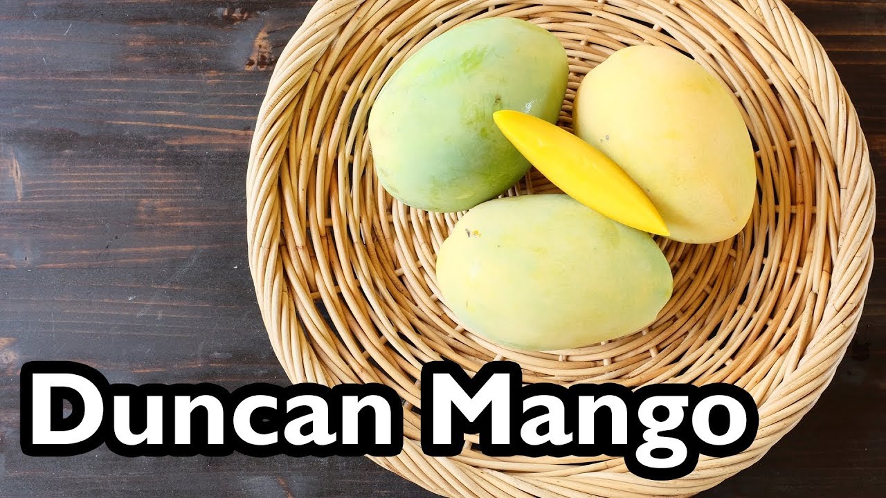 Truly Tropical Mango Varieties- &lsquo;Duncan&rsquo;