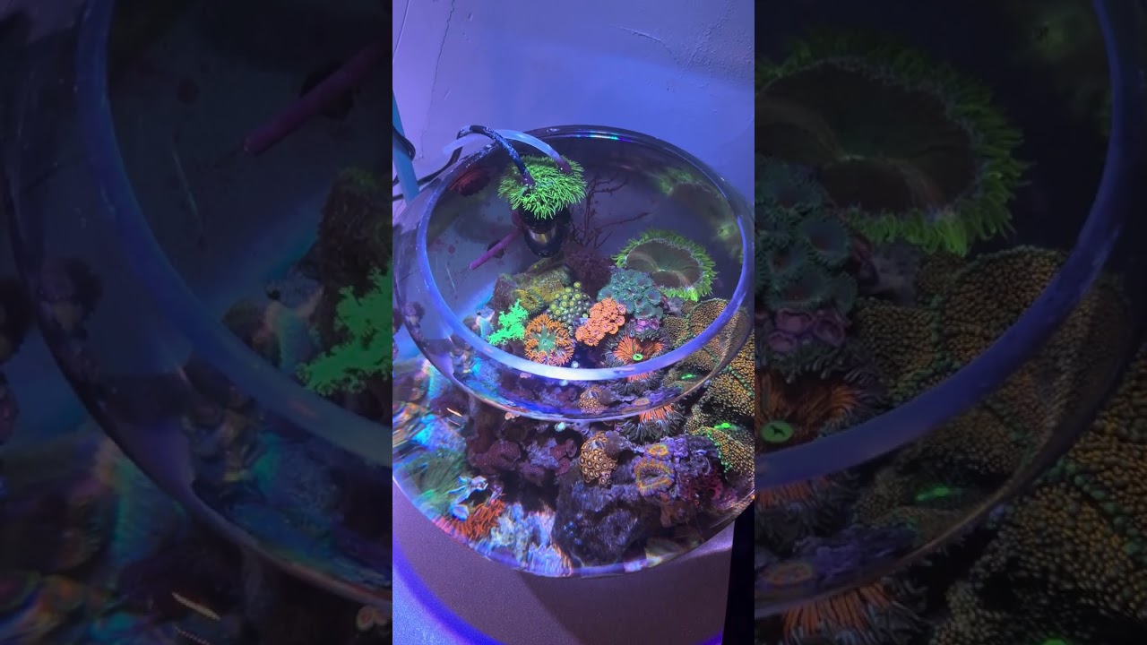 The 5.5g Reef Bowl is 2 Years Old! - In Depth Description