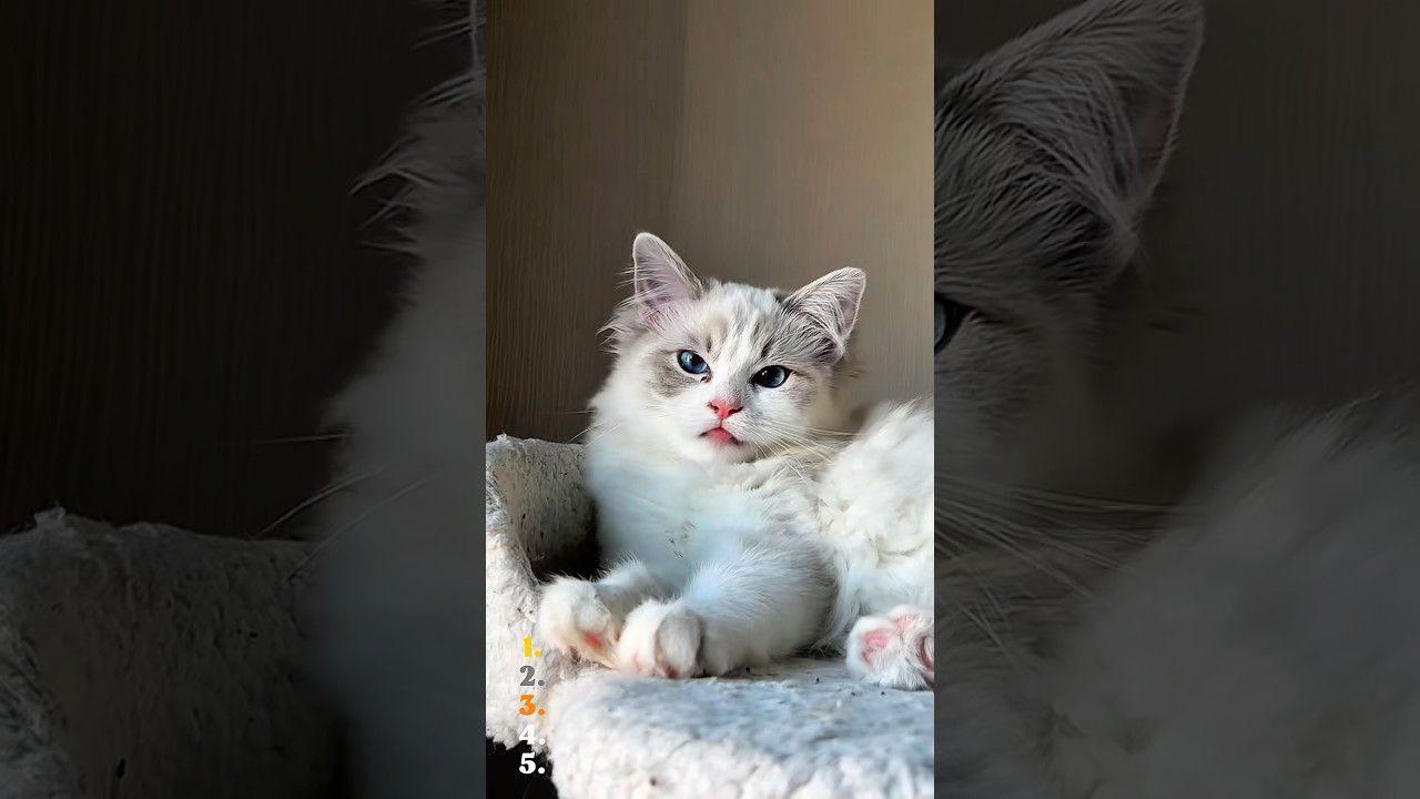 5 Things You NEED To Know About Ragdoll Cats