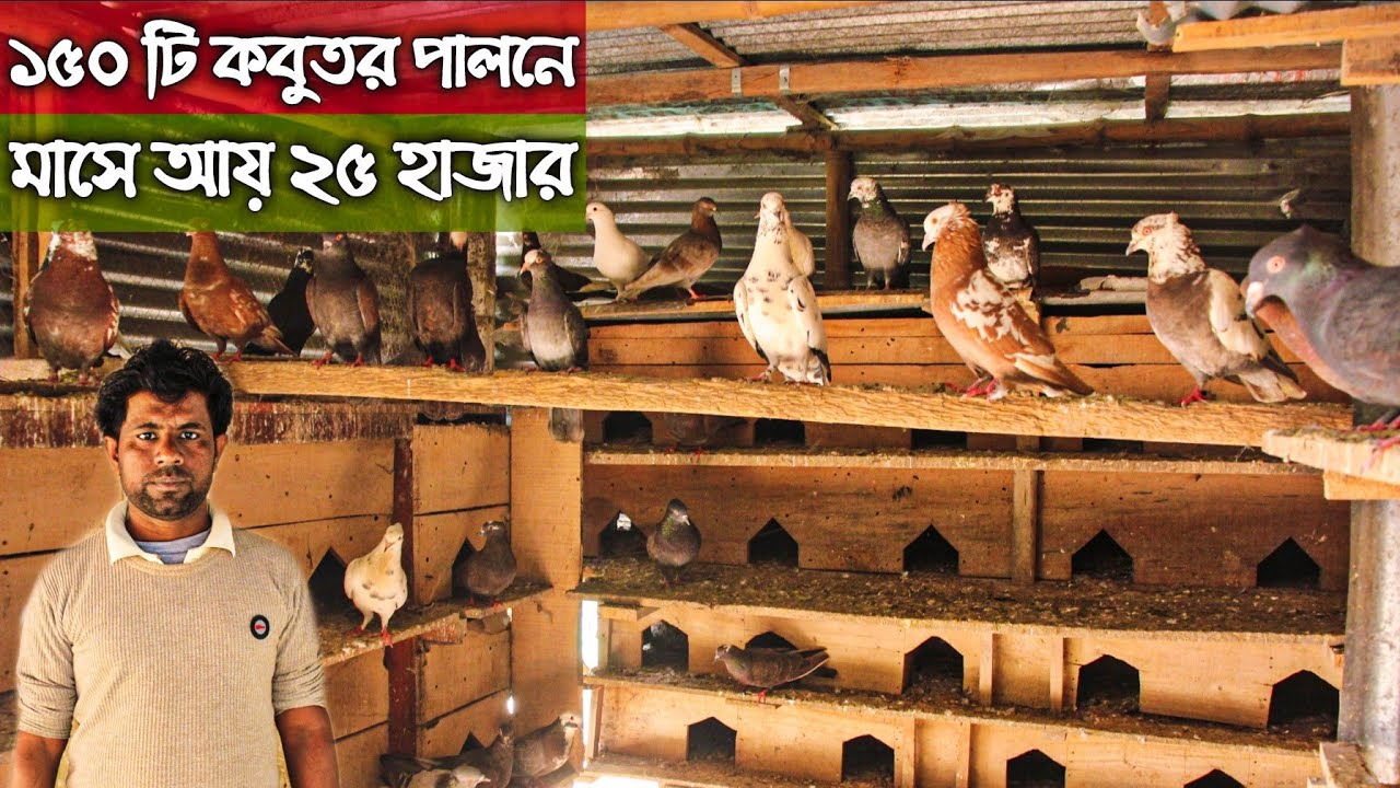 #52 মুদি দোকানির পাশে ১৫০টি কবুতর পালন করে মাসে ৫০ হাজার টাকা বিক্রয়।